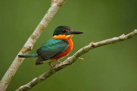 American Pygmy Kingfisher (Chloroceryle aenea), Ecuador