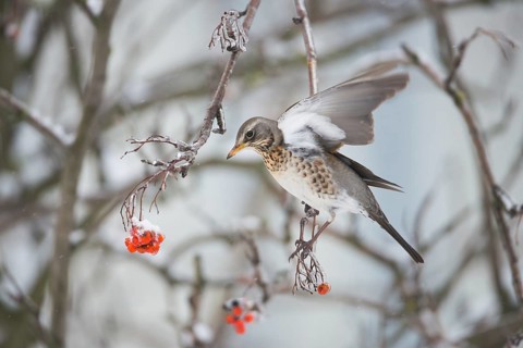 Fieldfare (Turdus pilaris), Thuringia, Germany