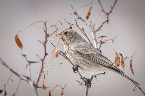 Mountain bullfinch (Carpodacus rubicilla), female, feeding, Himalayas, Spitital, Kaza, Himachal