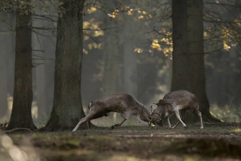 Duel of the fallow deer... Fallow deer (Dama dama) fight during the rutting season for supremacy on
