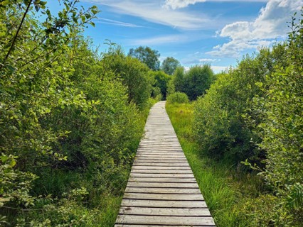 A wooden path leads through lush greenery under a blue sky with clouds, summer, High Fens, Eifel