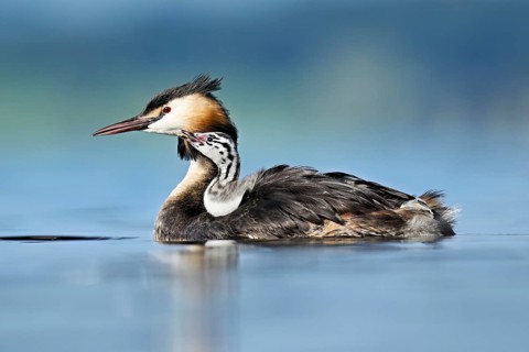 Great Crested Grebe (Podiceps Scalloped ribbonfish), with chicks in plumage swimming in the water,