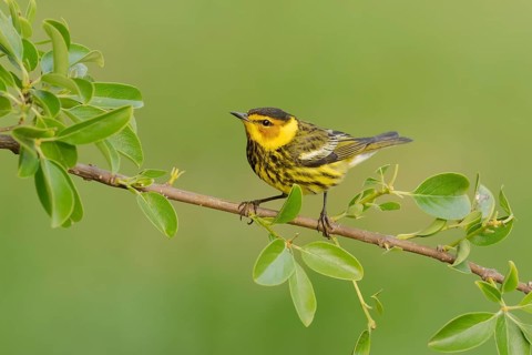 Cape May Warbler (Setophaga tigrina) male perched on a branch, Texas, USA