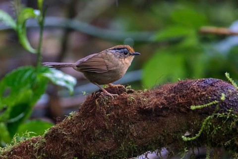 Braunkappenalcippe (Alcippe dubia), Ngoc Linh, Vietnam