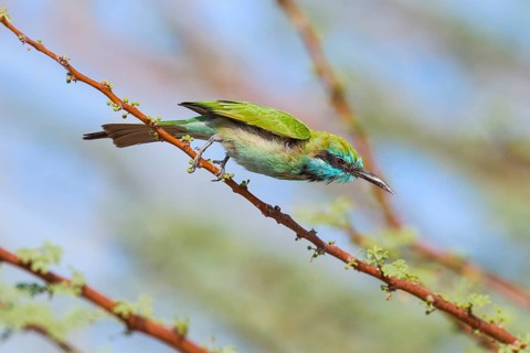 Green Bee-eater (Merops orientalis), Eilat, Israel