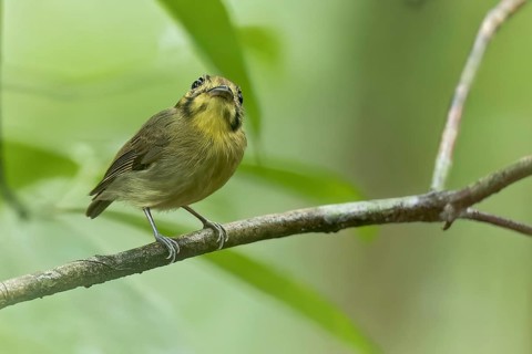 Golden-crowned Spadebill (Platyrinchus coronatus) perched on a branch in Panama