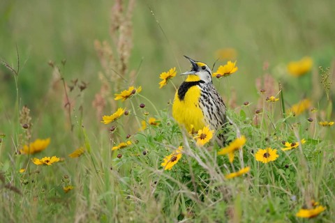 Eastern Meadowlark (Sturnella magna) male singing on a flowering meadow, Texas, USA