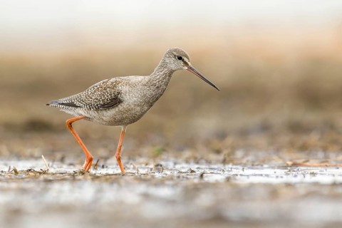Spotted Redshank (Tringa erythropus) foraging, Poland