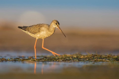 Spotted Redshank (Tringa erythropus) foraging, Poland