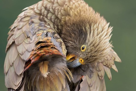 Kea (Nestor notabilis) juvenile preening, South Island, New Zealand