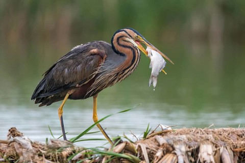 Purple Heron (Ardea purpurea) with fish prey in beak, Subotica, Serbia