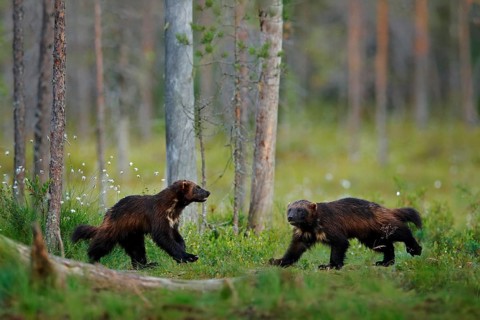 Russia wildlife. Wolverine running with catch in taiga. Wildlife scene from nature. Rare animal