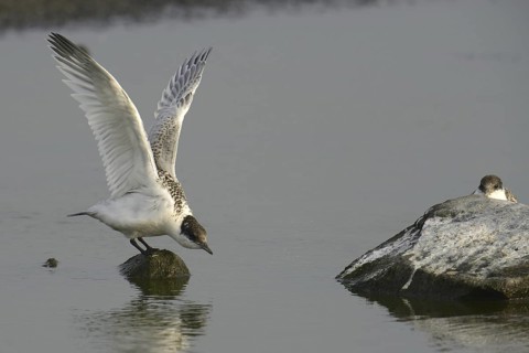Sandwich Tern (Thalasseus sandvicensis) juvenile, Texel, Netherlands