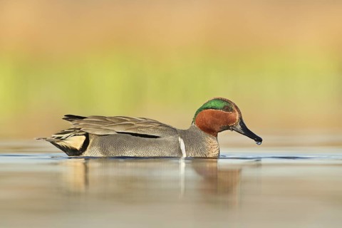 Green-winged Teal (Anas carolinensis) male, British Columbia, Canada