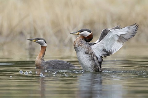 Red-necked Grebe (Podiceps grisegena), British Columbia, Canada
