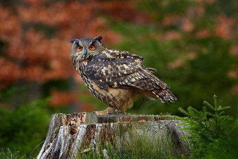 Eurasian Eagle Owl, Bubo Bubo, sitting on the tree trunk, wildlife photo in the forest with orange