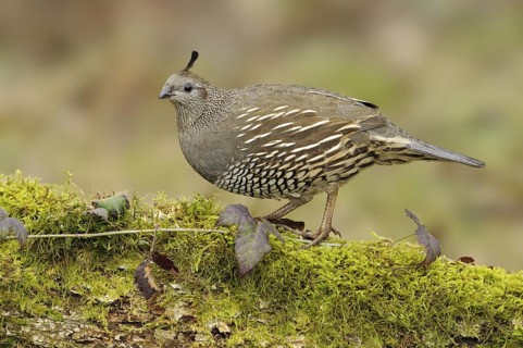 California Quail (Callipepla californica) female, British Columbia, Canada