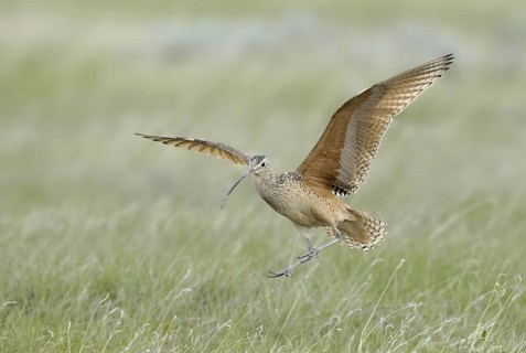 Long-billed Curlew (Numenius americanus), Alberta, Canada