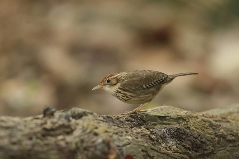Puff-throated Babbler (Pellorneum ruficeps), Khao Yai, Thailand