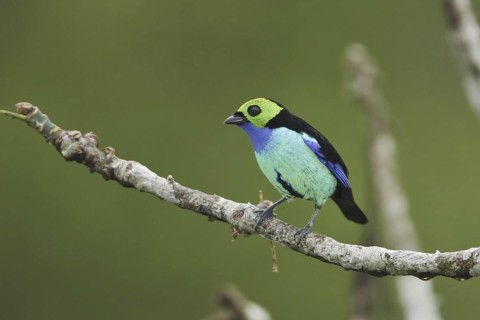 Paradise Tanager (Tangara chilensis), Ecuador