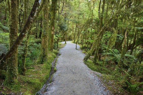 A winding path leads through a lush forest full of moss-covered trees, summer, Lake Matheson, Fox
