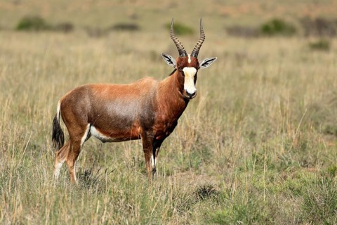 Coloured ram (Damaliscus pygargus), adult, foraging, alert, Mountain Zebra National Park, Eastern