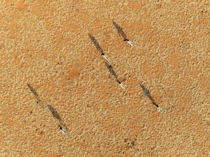 Gemsbok (Oryx gazella). Roaming an arid plain at the edge of the Namib Desert. Aerial view. Drone