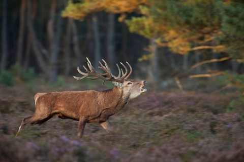 Red deer rutting... Red deer (Cervus elaphus), roaring stag running excitedly through flowering