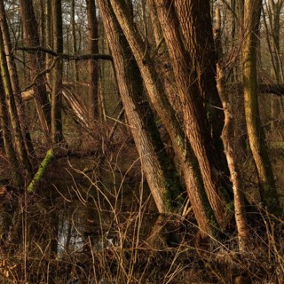 In the quarry forest, swamp forest... Meerbusch (Lanker Bruch), swampy alluvial forest with alders,