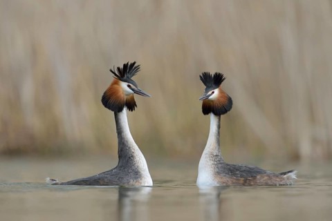 Great Crested Grebe courtship... Great Crested Grebe (Podiceps Scalloped ribbonfish), pair, couple