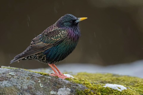 Dazzling bird... Starling (Sturnus vulgaris) in breeding plumage, in splendid plumage, in light