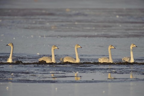 Whooper Swan (Cygnus cygnus), Lower Saxony, Germany