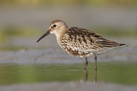 Dunlin (Calidris alpina), Schleswig-Holstein, Germany