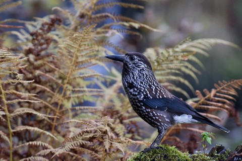 Spotted Nutcracker (Nucifraga caryocatactes) perched on the ground, Baden-Wuerttemberg, Germany