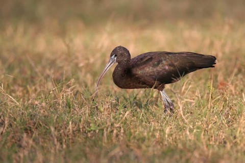 Glossy Ibis (Plegadis falcinellus), Florida, USA