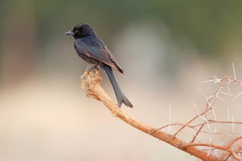 Fork-tailed Drongo (Dicrurus adsimilis), Namibia