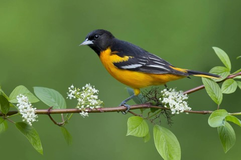 Baltimore Oriole (Icterus galbula) male, Ohio, USA