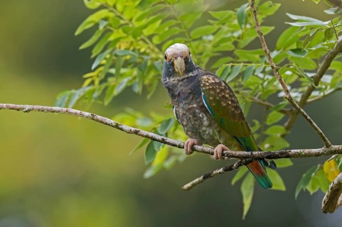 White-crowned Parrot (Pionus senilis), Costa Rica