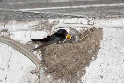 Barn Swallow (Hirundo rustica) juvenile, North Rhine-Westphalia, Germany