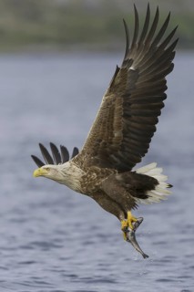 White-tailed Eagle (Haliaeetus albicilla) flying, Nord-Trondelag, Norway