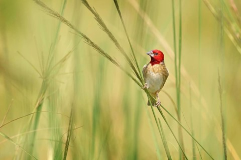 Red-headed quelea, Quelea erythrops, grey red bird in the nature habitat, Murchison Fall NP, Uganda