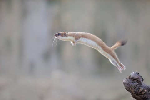 Short-tailed Weasel (Mustela erminea) jumping in the air, Castile-La Mancha, Spain