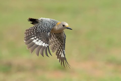 Golden-fronted Woodpecker (Melanerpes aurifrons) female flying, Texas, USA