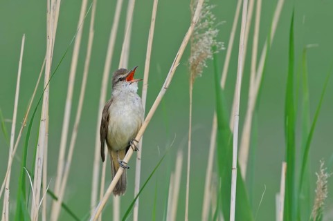 Drosselrohrsänger (Acrocephalus arundinaceus) Great Reed Warbler, male