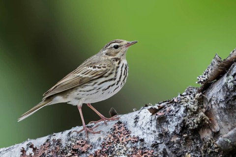 Olive-backed Pipit - Waldpieper - Anthus hodgsoni ssp. yunnanensis, Russia