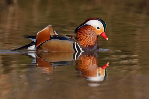 Mandarin Duck (Aix galericulata) male, Baden-Wuerttemberg, Germany