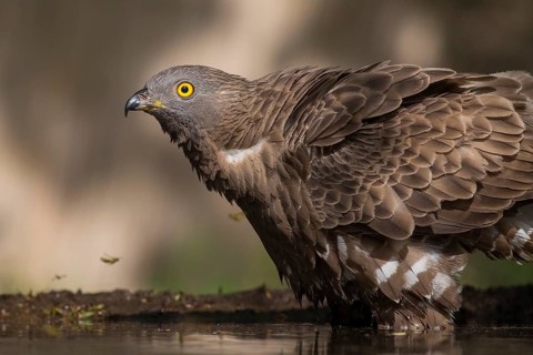 European Honey Buzzard (Pernis apivorus) at a waterhole, Subotica, Serbia