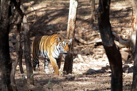Bengal tiger or Indian tiger (Panthera tigris tigris) in the dry forest, Ranthambore National Park,