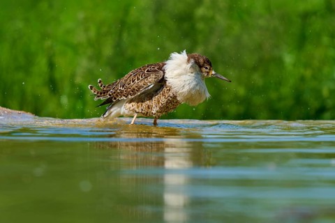 Bird shaking in water with green background, Ruff (Calidris pugnax), spring, France