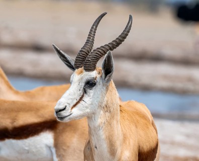 Springbok (Antidorcas marsupialis), animal portrait, Nxai Pan National Park, Botswana